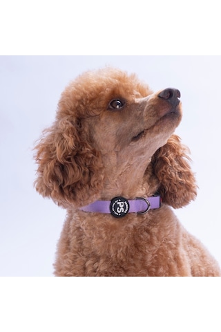 Lila Köpek Boyun Tasması Ayarlanabilir Köpek Tasması M Mor
