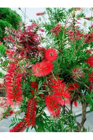 Fırça Çalısı Callistemon 10 Adet 80-100 Cm Çiçekli Peyzaj/çit B