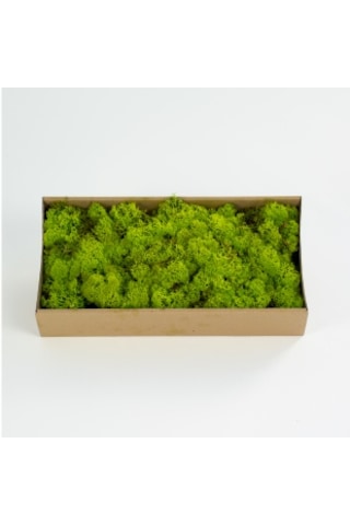 Trend Bahçe Reindeer Moss Lime Green Şoklanmış Norveç Yosunu 500 G