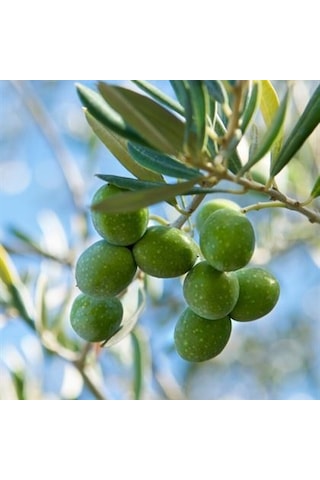 Zeytin Fidanı Hakiki Gemlik 60 Cm