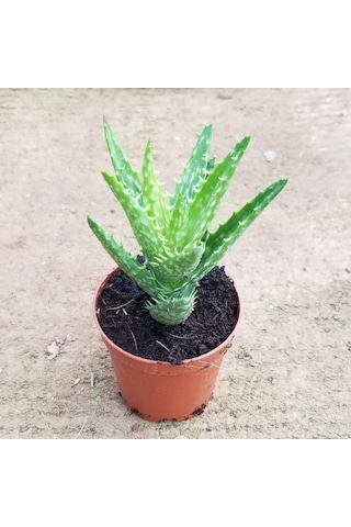Minyatür Aloevera, 5.5 Cm Saksıda 1 Adet