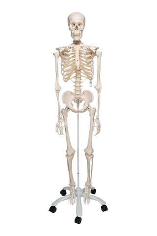 İnsan İskeleti Modeli 180 CM