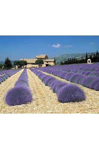 Ingiliz Lavanta Tohumu Lavandula Angustifolia