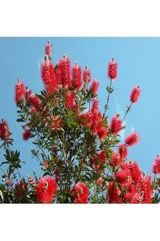 Saksılı Fırça Çalısı Fidanı 3 Yaş (callistemon Laevis)