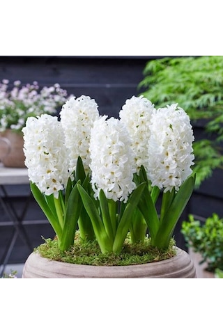 Yoğun Kokulu Beyaz White Pearl Sümbül Soğanı 3 Adet