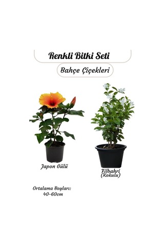 Turuncu Renk Japn Gülü Çiçeği+ Yoğun Kokulu Filbahri Philadelphus