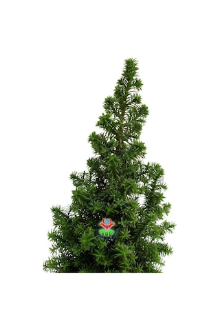 Videolu Chamaecypans Mini Çam Ağacı, Elwoodi Yılbaşı Ağacı 35-45 Cm Saksıda İran Çamı