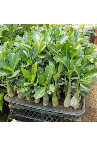 8 Adet Adenium Çöl Gülü Çiçeği Fidanı Pakedi mix Karışık 1375
