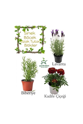 Sinek Böcek Kovucu Bitki Seti Lavanta+biberiye+çıtır Kadife Çiçeği 10-20cm Boylarında