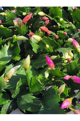 Schlumbergera Truncata White Yılbaşı Çiçeği Beyaz Renk 10-15cm