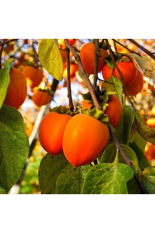 Çikolatalı Harbiye Hurma Fidanı 5 Adet Kakaolu