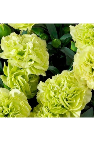 Chabaud Sarı Karanfil Çiçeği Tohumu 70 Adet