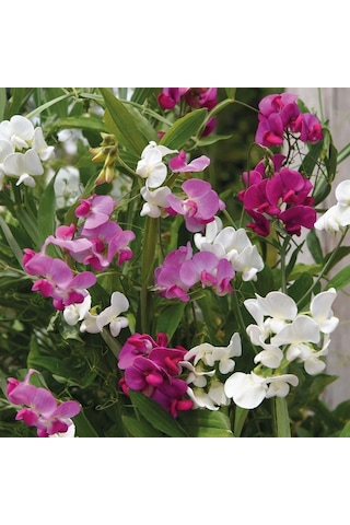 Karışık Bezelye Çiçeği Tohumu Lathyrus Odoratus 5+ Tohum