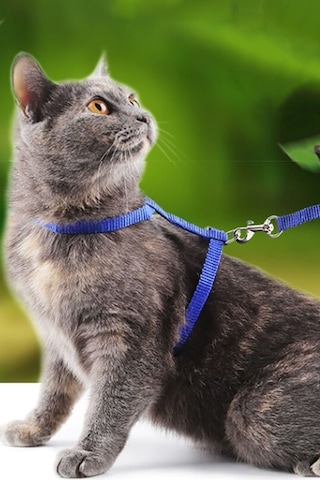 120 Cm Ayarlanabilir Kedi Yürütme Tasması Göğüs Kemeri Gezdirme Kayışı