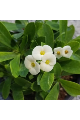 Beyaz Euphorbia Milii - Dikenler Tacı Küçük Saksıd