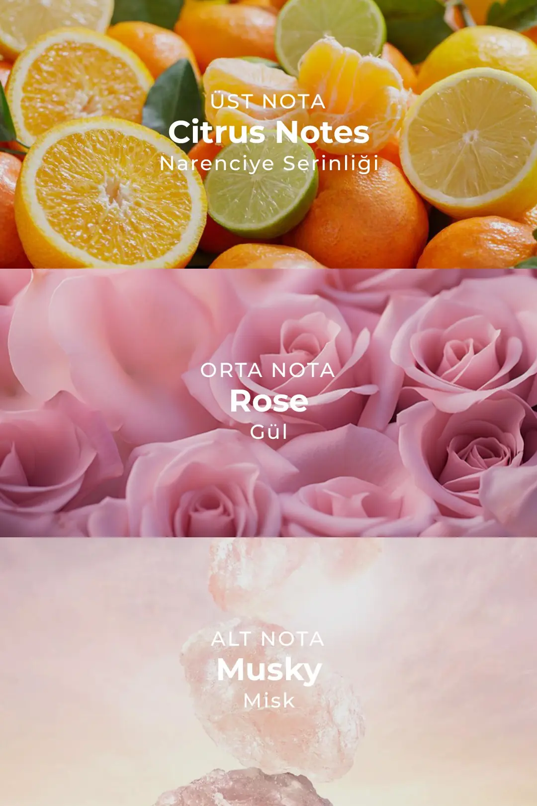 Oler Aı Fragrance Roselle Edp Kadın Parfüm 50ml Şeftali Citrus Yasemin Gül Paçuli Ağaç