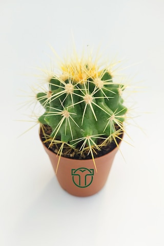 Altın Fıçı Kaktüsü. Echinocactus Grusonii. 5.5 Cm