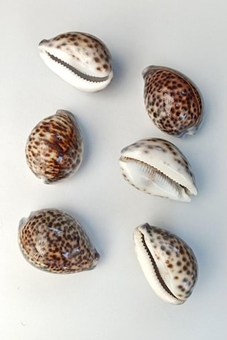Tiger Cowry Deniz Kabuğu 32
