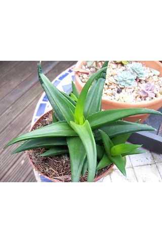Haworthia Pentagona 5 Adet