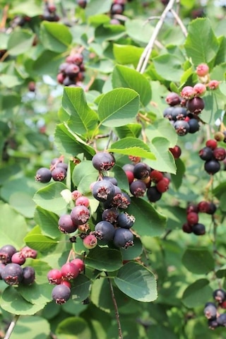 Saskatoonberry Meyve Fidanı 1-2 Yaş Arası Saksılı 30-60 Cm Boy