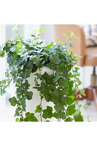 Mini Hedera Salon Sarmaşığı- Hedera Helix Green Askılı Saksıda 10 Adet