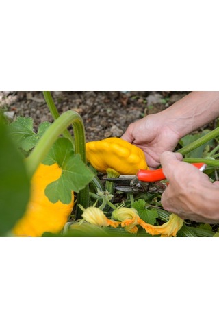 Sarı İstiridye Kabak Tohumu