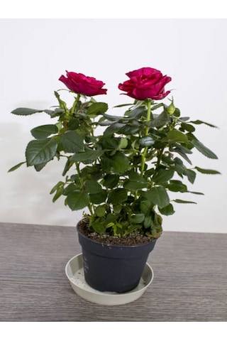 Videolu Yediveren Fuji Kokulu Gül Fidanı 30-65 Cm Saksılı Aşılı Gül Rose Bush