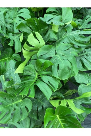 Deve Tabanı Monstera Deliciosa Ithal Orta Boy