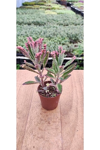 Thebestonline Kalanchoe Pink Butterflies Pembe Aşkın Gözyaşı 5.5 Cm Saksıda 1 Adet