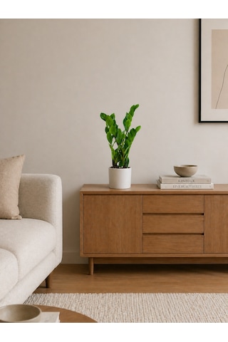 Zamia Bitkisi - Zeze Çiçeği Beyaz Seramik Saksıda 40-50 Cm