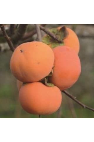 Tüplü Çikolata Aromalı Hachiya Trabzon Hurması Fidanı