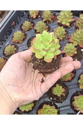 Foliumbotanik Echeveria, Özel Çeşit Sukulent Diğer