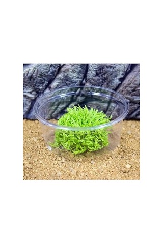 Ayrex Utricularia Graminifolia In Vitro Canlı Bitki