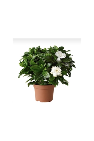 Kokulu Hediyelik 1 Adet Gardenya Çiçeği Saksılı 30-50cm Gardenia Flower