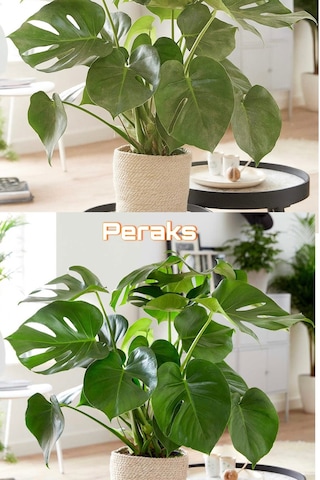 3v Peraks Bitkisel Yaprak Parlatıcı & Temizleyici - Bitki Koruyucu Sprey Doğal Bitki Bakım 1