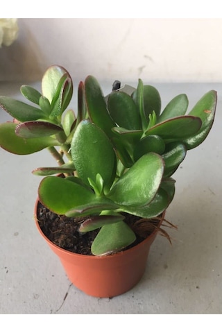 Videolu Şans Para Ağacı Çiçeği 1 Adet Saksılı 10-15cm Iç Mekan Salon Bitkisi Crassula