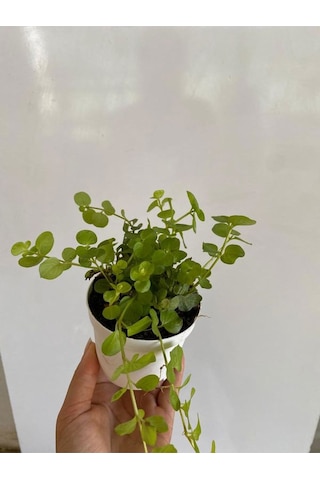 Sarı Kız Altın Kolye Çiçeği 1 Adet 8,5 Saksıda 10-15cm