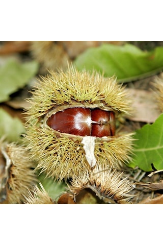 Tüplü Aşılı Soğuklara Dayanıklı Tahta Yüksek Verimli Kestane Fidanı