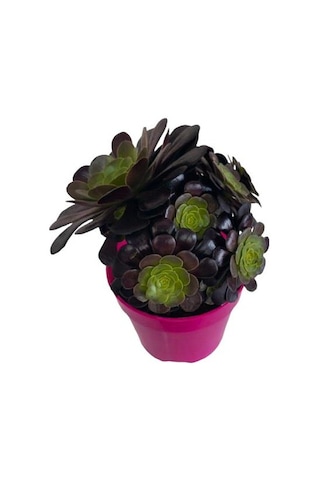Aeonium Velour 15 Cm Lik Saksıda