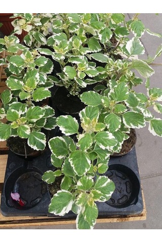 Plectranthus Forsteri Kokulu Sarkısı Tür Benjamin Çiçeği Saksılı 10-20cm