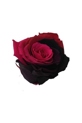 Rose Amor Parçalı Renk Pembe Bordo Solmayan Şoklanmış Gül Xl