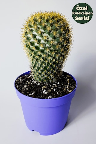 Mammillaria Flavicentra Kaktüs Altın Dikenli Koleksiyonluk Özel Seri 8.5 Cm Saksıda