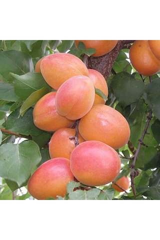 3 Yaş Tüplü Orange Ruby Kayısı Fidanı,boy 150-170 Cm