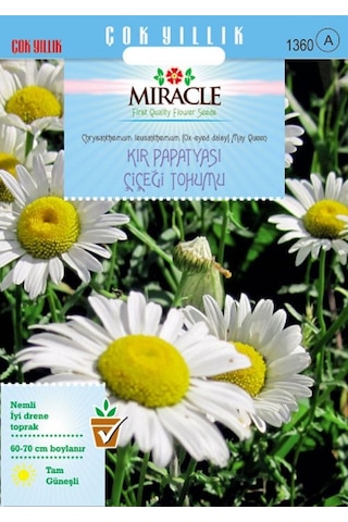 Miracle Krizantem Kır Papatyası Çiçeği Tohumu 100 Tohum