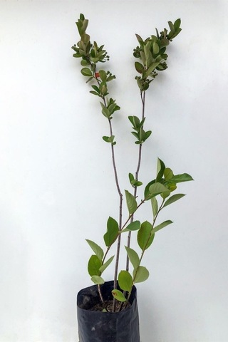 Pembe 1 Adet Leylak Çiçeği Fidanı 80-160cm Saksılı LFlower