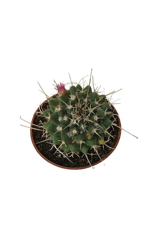 Çiçek Açan Kaktüs 8,5 Cm'lik Saksıda