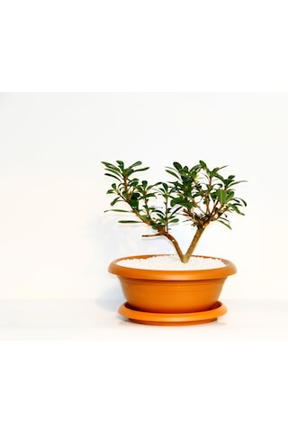 Bonsai Pitosporum Yıldız Çalısı - 7 Yaşında Kiremit Saksı