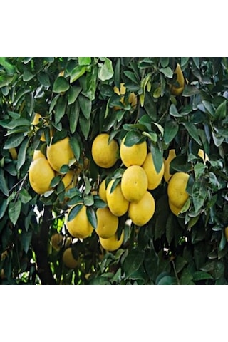 Greyfurt Fidanı Beyaz Marsh Yaş 3 Boy 70-110 Cm Soğuklara Dayan