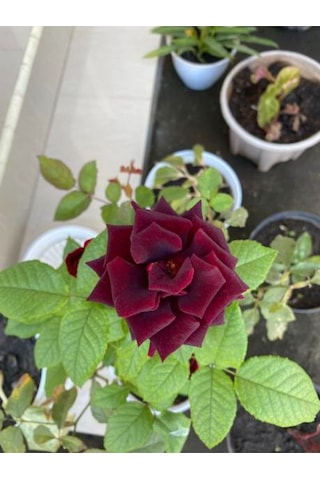 Videolu Yediveren Bordo Kokulu Gül Fidanı 2 Adet Saklı/tüplü Bahçe Bitkisi 45-65 Cm Burgundy Rose