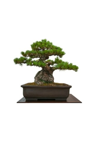 Bodur Bonsai Fıstık Çamı Ağacı Tohum Yetiştirme Kiti